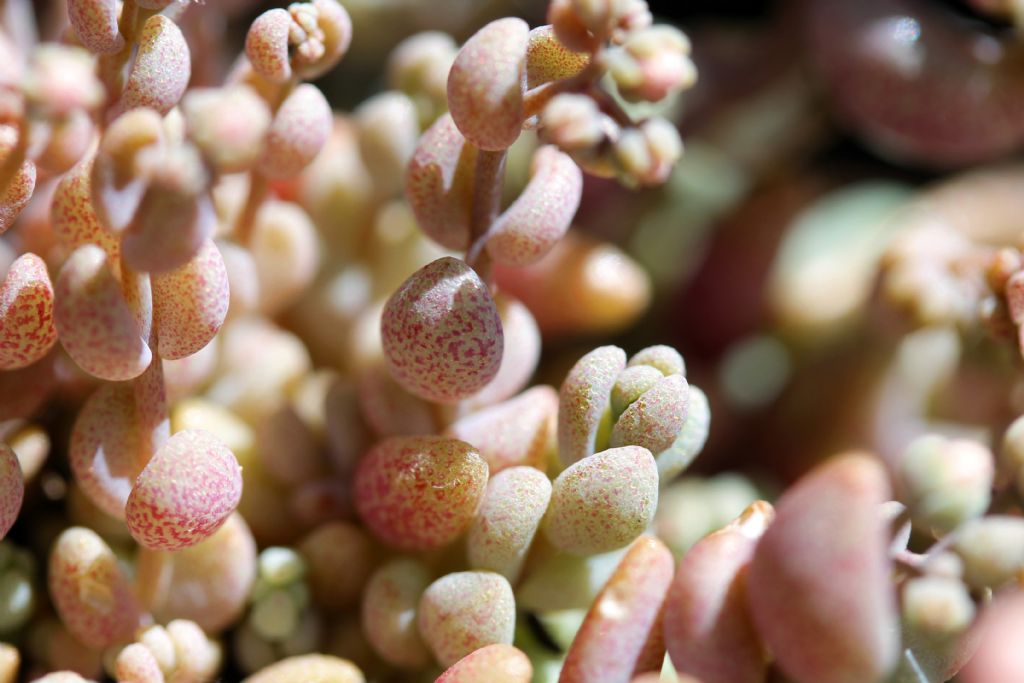 Sedum dasyphyllum / Borracina cinerea